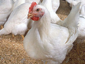 Supporting image for story: New 180,000-bird £6 million chicken farm near Harper Adams University would include ‘dedicated teaching facility’