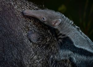 Miguel the baby giant anteater at Dudley Zoo which has just been named