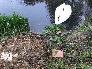 Supporting image for story: Vandals smash swan eggs at Whittington Castle