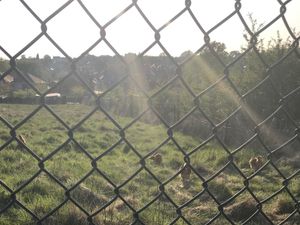 Supporting image for story: Five cockerels dumped in cardboard box in Dudley