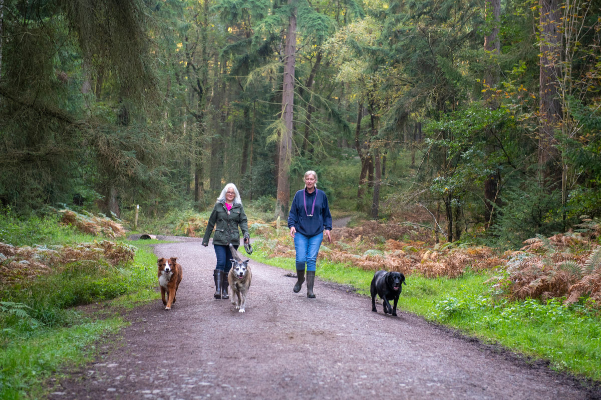 Calling dog owners! Discover the paw-fect destination for Walk Your Dog Month at Wyre Forest