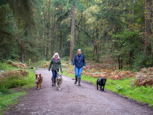 Supporting image for story: Calling dog owners! Discover the paw-fect destination for Walk Your Dog Month at Wyre Forest
