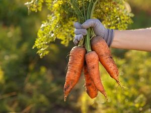 Supporting image for story: GCSE biology students are sharing their horror at a tough, carrot-based question