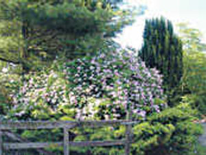 Supporting image for story: A late flourish adds spring colour