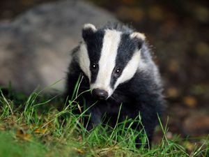 Supporting image for story: Badger culling rolled out to Shropshire 