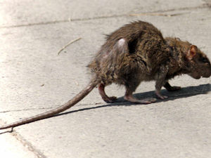 Supporting image for story: Bins to go as rats invade town car park