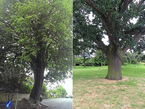 Supporting image for story: Shropshire oak and horse chestnut in running for Tree of the Year 2016