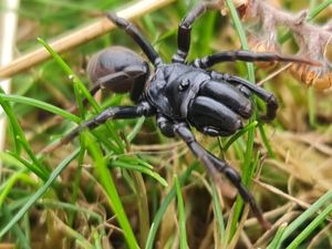 Purseweb Spider sighted at the National Trust managed beauty spot Kinver Edge, South Staffordshire