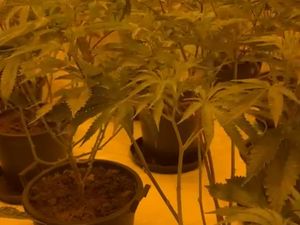 Supporting image for story: Man arrested after police found him with hundreds of cannabis plants worth £173,000 in Telford raid
