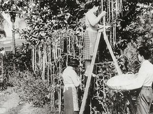 Supporting image for story: Need cheering up? Great April Fools' hoaxes of all time