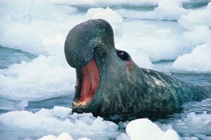 Antarctica, Signy Island, adult male elephant seal roaring
