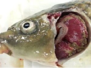 Supporting image for story: Outbreak of killer fish disease at picturesque angling spot