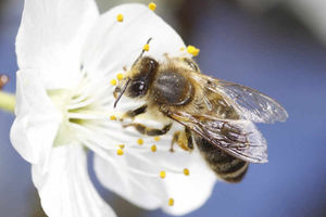 Supporting image for story: Pesticide at centre of row 'not a threat to bees', claim farming chiefs
