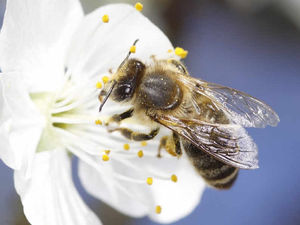 Supporting image for story: Pesticide at centre of row 'not a threat to bees', claim farming chiefs