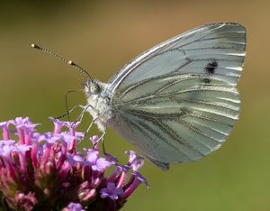 Peter Palmer – Green Veined Butterfly on Verbena