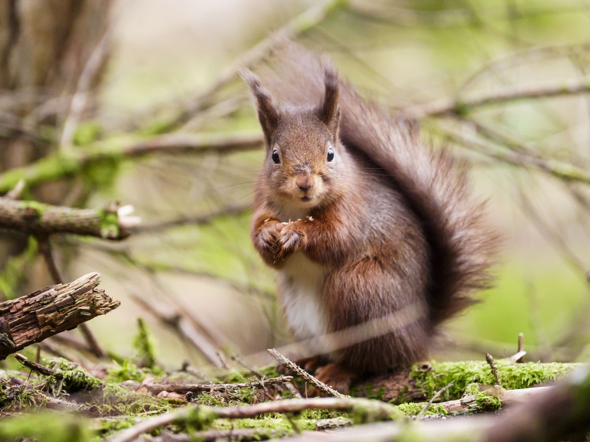 Campaign launched for endangered red squirrels to get emoji