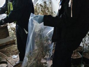 Supporting image for story: 180 cannabis plants found in West Bromwich house