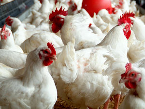 Supporting image for story: Chicken farms endangering Shropshire wildlife, says trust