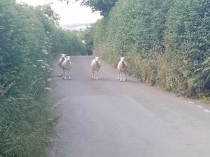 Supporting image for story: 'They look like they mean business!' Lost sheep in comical stand-off with horse in Shrewsbury