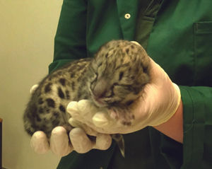 The newly-born cub, Milo