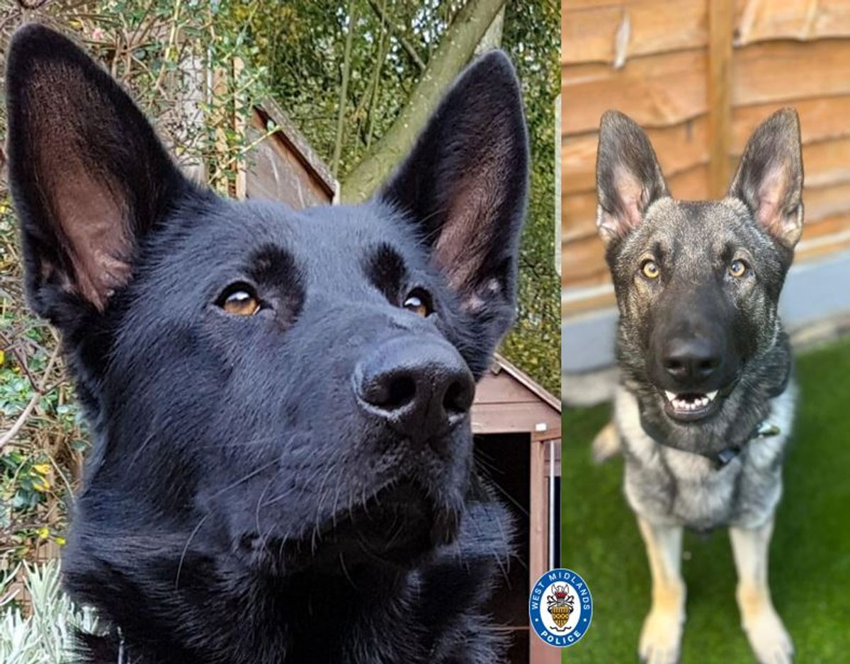 Paw-some police dogs enjoy well-earned rest after arrest in Walsall and property recovery in Dudley