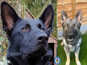 Supporting image for story: Paw-some police dogs enjoy 'well-earned rest' after arrest in Walsall and property recovery in Dudley