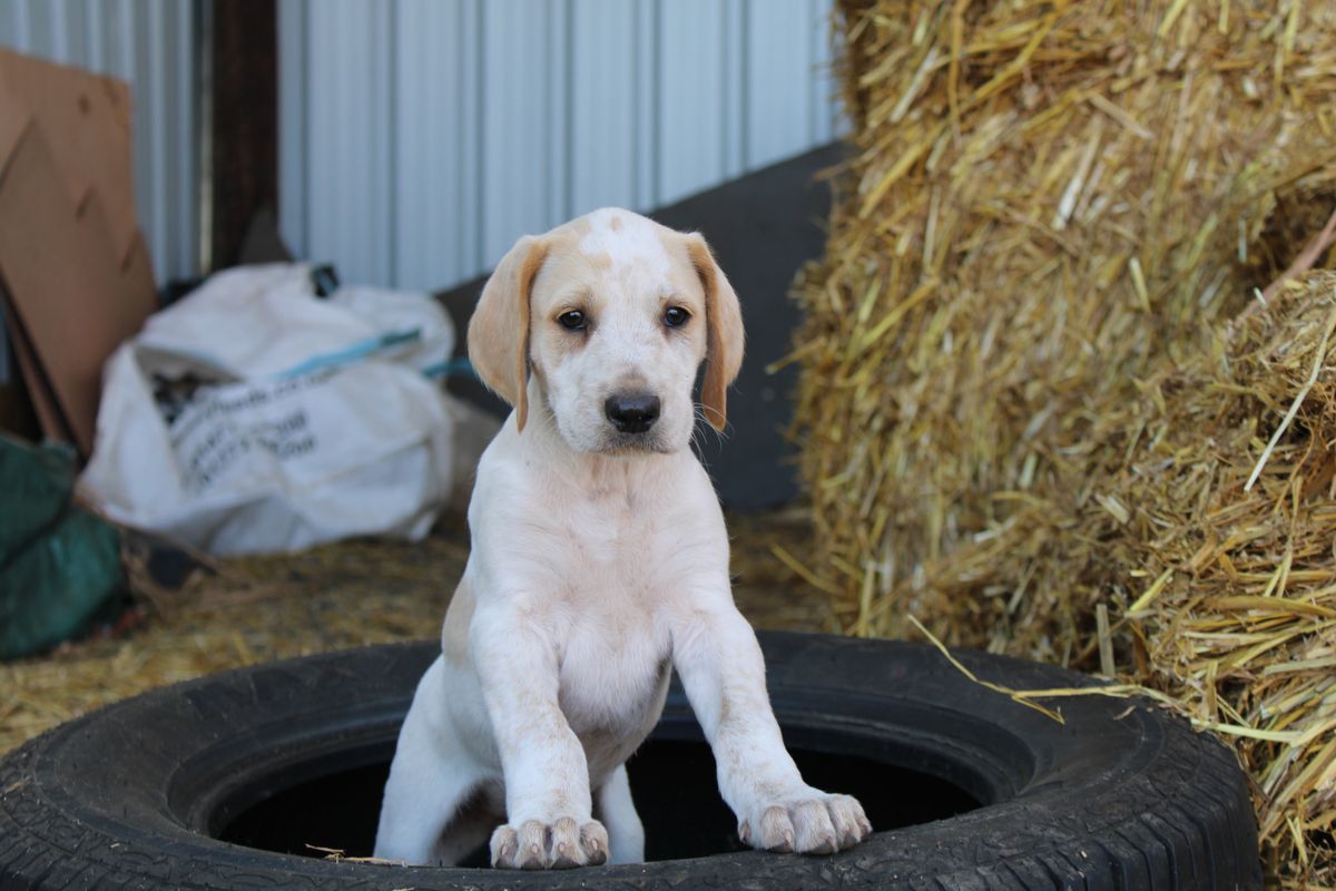 Puppy joy for the Albrighton & Woodland Hunt