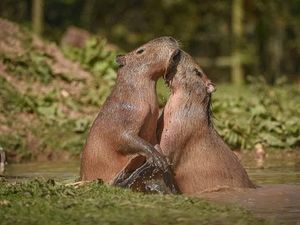 Supporting image for story: Capybara pair make the most of the hot weather at Chester Zoo