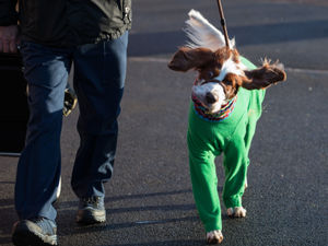 Supporting image for story: Crufts 2020: Top barking mad facts about the Birmingham event