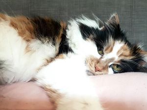 Supporting image for story: Rescue charity suspends Tik Tok videos following 'bullying and trolling' for euthanising cat