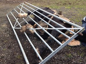 Supporting image for story: Firefighters to the rescue after horse gets its hooves stuck in gate - with pictures