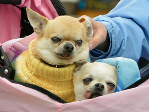 Supporting image for story: Hundreds flock to Walsall dog show 'saved at last minute' - with pictures