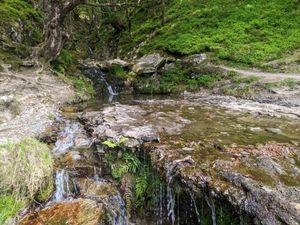 Supporting image for story: Explore the Celtic Rainforest at a Rhayader by Nature event