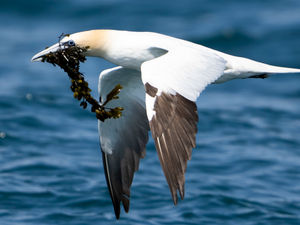 Supporting image for story: Government issues warning to stay 'two metres away' from wild birds over avian flu fears