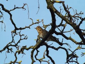 A song thrush
