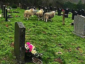 Supporting image for story: Families' dismay as sheep get into Welshpool graveyard