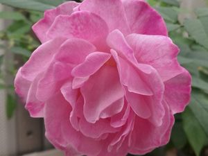 Supporting image for story: Rose genome sequence could lead to improved blooms