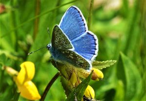 Explore the life cycle of a Butterfly and help us make a giant caterpillar