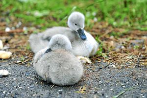 Two of the four cygnets  the babies were so young, wet and cold they would not have survived much longer