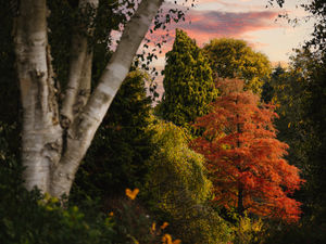 Supporting image for story: Stunning Autumn scenery amazes visitors to Shropshire's Dorothy Clive Garden