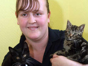 Supporting image for story: Kittens dumped in wet cardboard box