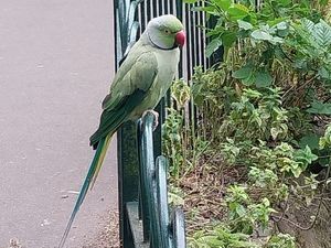 Supporting image for story: Image shows latest parakeet sighting as numbers continue to rise across Black Country