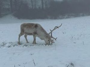 Supporting image for story: Charity events called off as much of Shropshire wakes to a covering of snow
