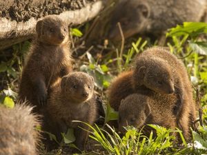 Supporting image for story: Banded mongooses pick on close female relatives when it comes to kicking members out of the group