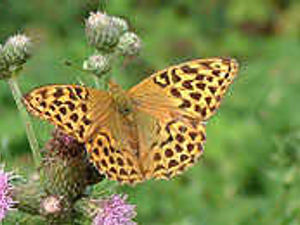 Supporting image for story: Butterflies in £74k boost