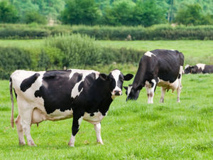 Supporting image for story: Take steps to secure next winter’s forage