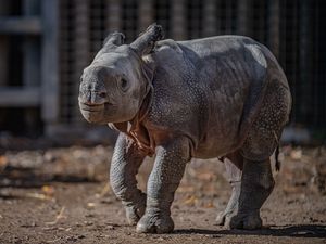 Supporting image for story: Rare 50kg rhino calf born at Chester Zoo