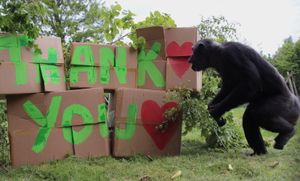 Dudley Zoo is celebrating its 85th anniversary year and record visitor numbers 