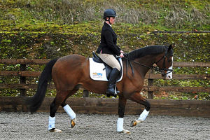 Rachel in the saddle as Punjabi learns the ropes of dressage