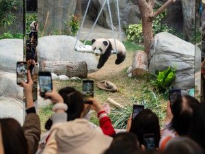 Supporting image for story: Six-month-old panda cubs make public debut in Hong Kong